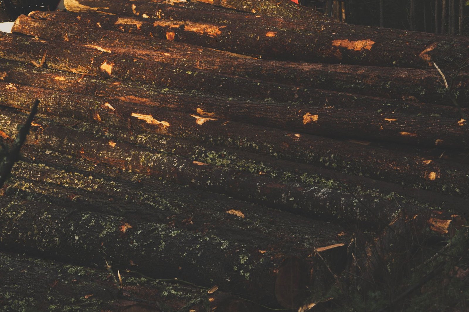 Brennholz
